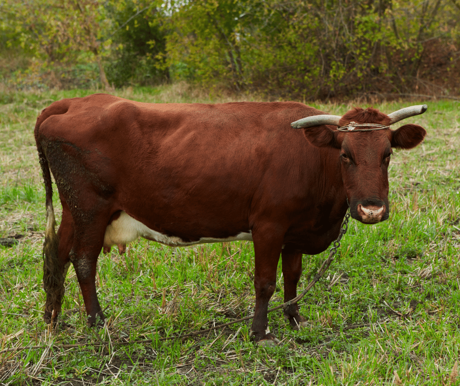 baka lembu tenusu di malaysia