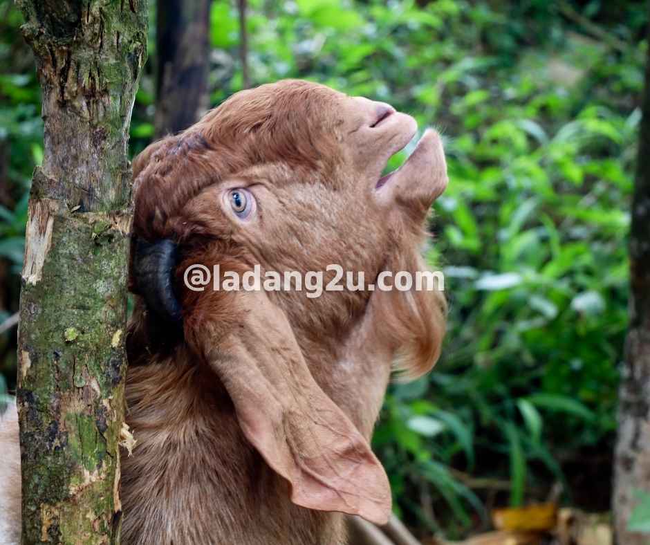 Gambar kambing Jamnapari