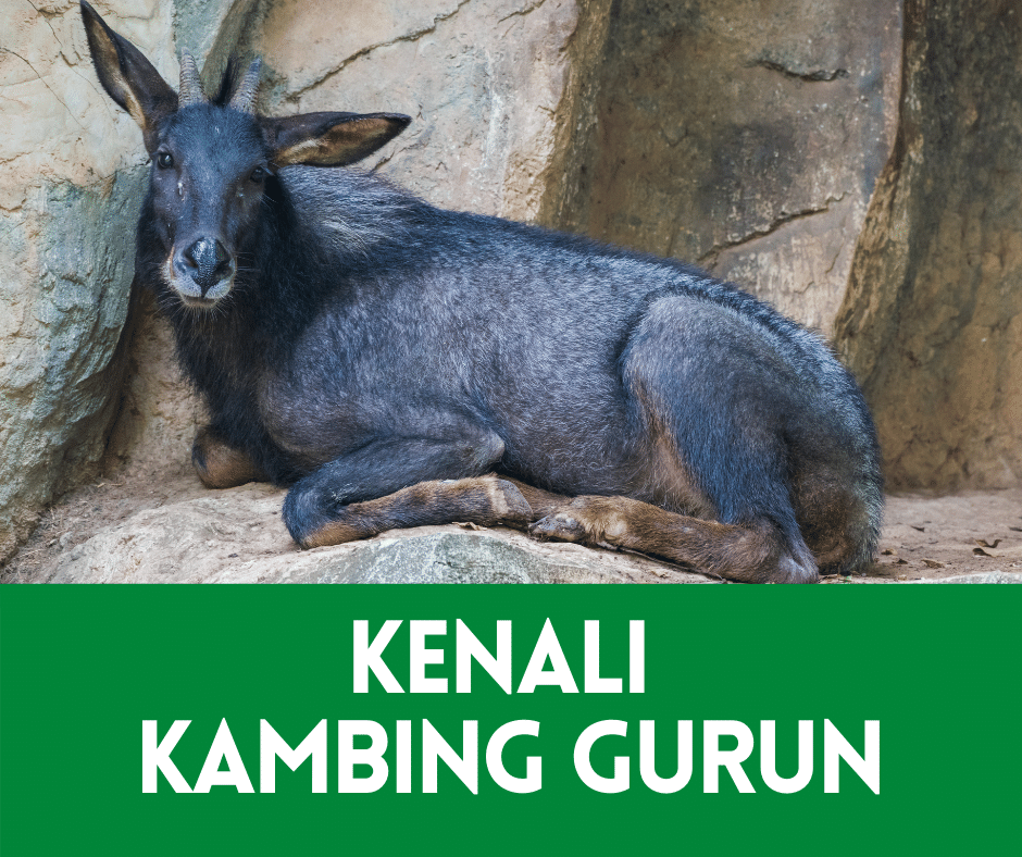Kenali Kambing Gurun Di Malaysia | Portal Info Pertanian No.1
