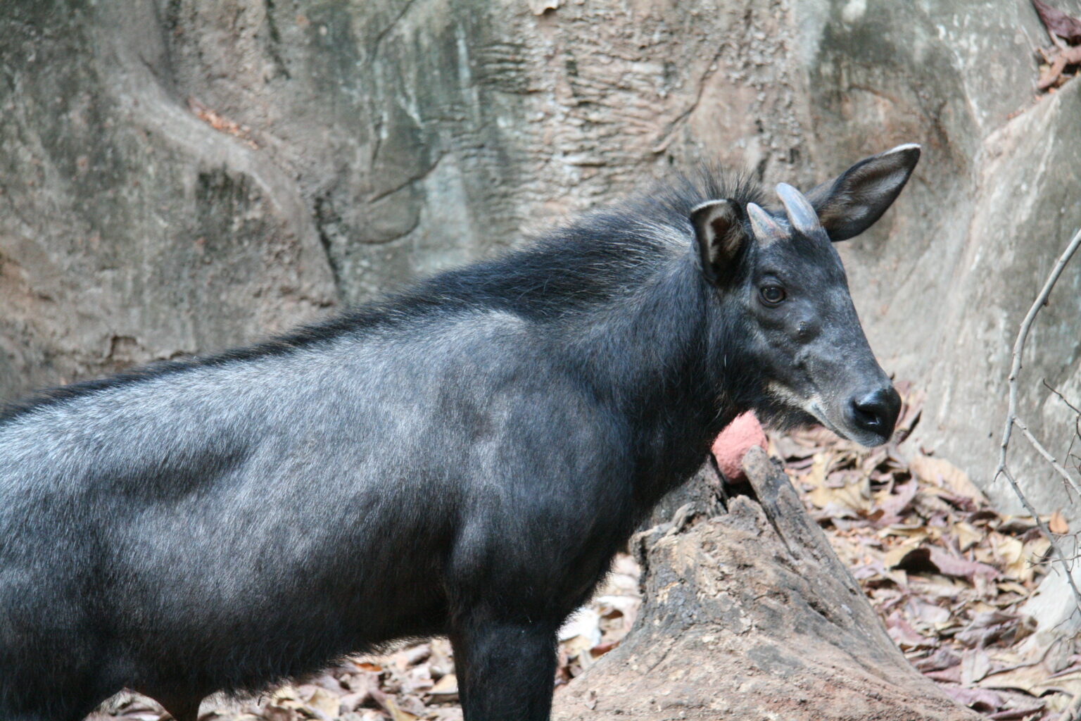  Kambing  Hutan Malaysia 2022 Portal Info Pertanian No 1