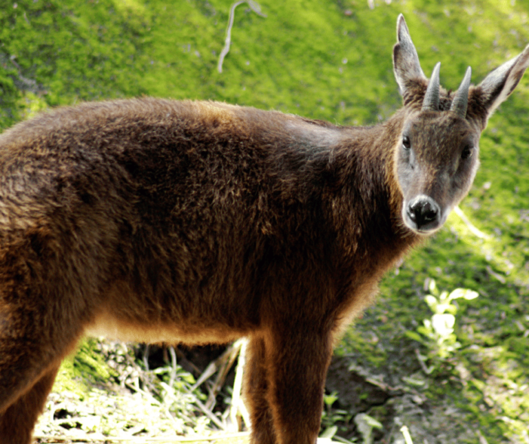  Kambing  Hutan Malaysia 2022 Portal Info Pertanian No 1